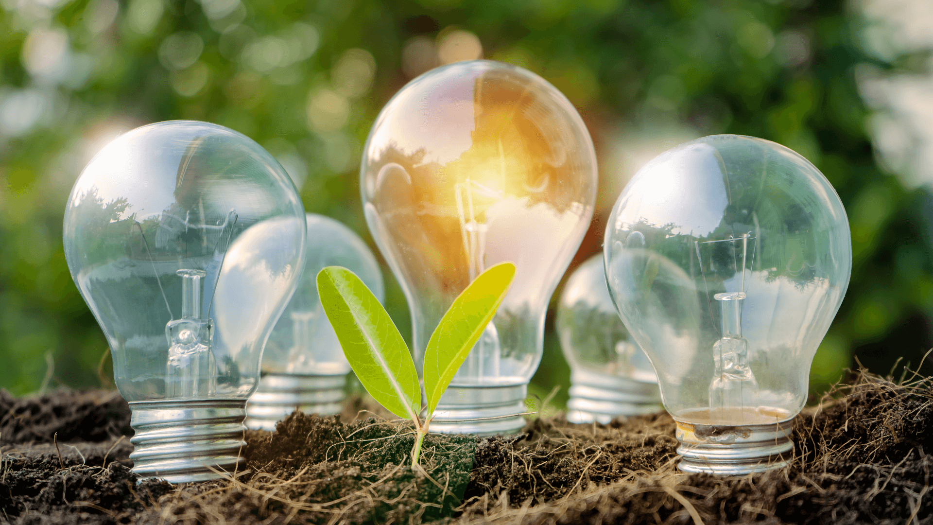 EWE - Budżetowanie i raportowanie w firmie energetycznej